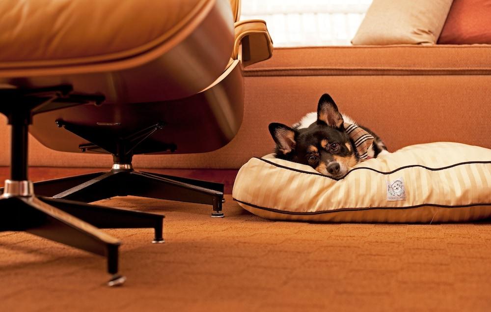 Hyatt Place Gurgaon Udyog Vihar Exterior photo A dog on a dog bed